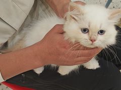 -柚子猫舍·精品猫舍购猫·猫咪认养·购宠·宠物店