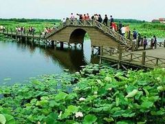 -荷塘月色湿地公园·向阳花洲