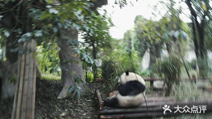 成都大熊猫繁育研究基地图片