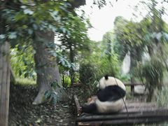 -成都大熊猫繁育研究基地