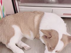 -浣熊柯尔鸭土拨鼠·电玩咖