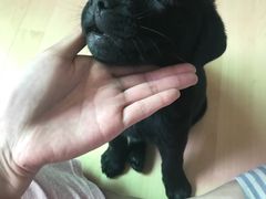-奈斯宠物医院·核磁CT·异宠专科·内镜(中南店)