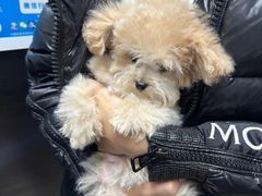 -萌宠之家·腊肠犬·马尔泰·小体犬舍