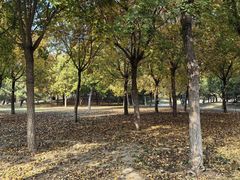-东郊湿地公园