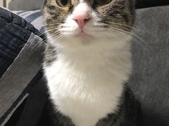 -联萌宠物医院(猫病专科)