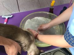 -福懋动物医院·犬猫全科·外科·重症科(杏林分院)