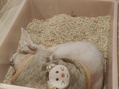 -屋虎猫馆(宝安大仟里店)