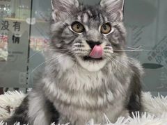 -爱洗澡的猫(天河路店)