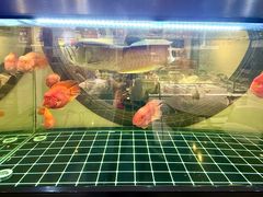 -瑞象国艺馆