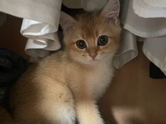 -飞行喵MR PILOT|猫舍·猫咖(静安大融城店)