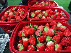 -建德果蔬乐园绪塘草莓基地