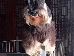 -皇家名犬舍