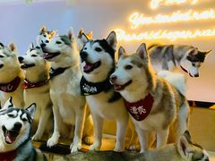 -Husky Go! 哈士奇体验馆·宠物咖啡厅狗咖