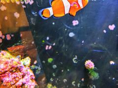 -get pizza意大利餐厅(凯德MALL店)