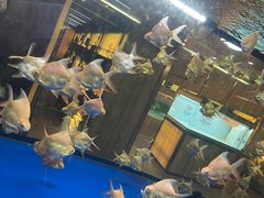 -中环花鸟鱼虫市场
