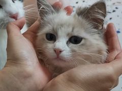 -喵喵咪呀布偶猫咖(春熙路店)