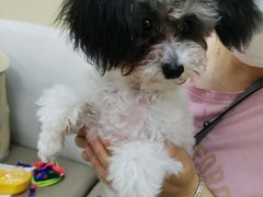 -美联众合动物医院·24h转诊中心