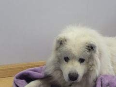 -天使宠物医院·犬猫分诊(彩虹店)