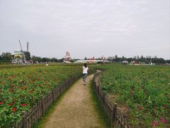-荷兰花海