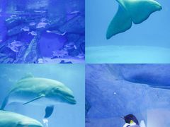 -海合安成都极地海洋公园