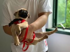 -翊宠yipet猫狗购宠庄园犬舍•猫舍