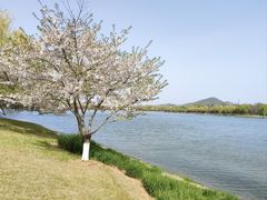 -羊山湖公园