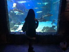 -多彩贵州城极地海洋世界