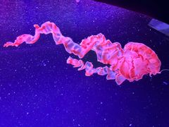 -珠海长隆海洋王国