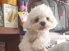 -宠爱国际动物医院· 猫科· 外科·中兽医(长白店)