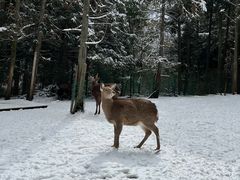 -武陵山森林公园