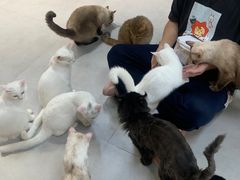 -Heymao猫咖.咖啡厅(东门店)