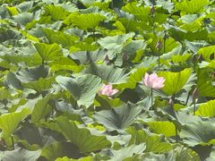 -莲池书院博物馆