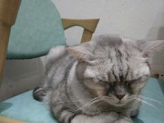 -猫色咖啡·猫咖