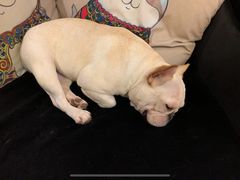 -more than meow吴止猫主题餐厅(承德 中船汇店)