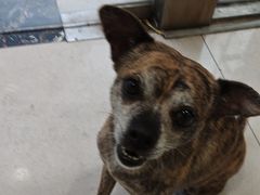 -佳雯宠物医院·皮肤科·内外科(春晓路分院)