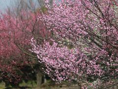 -花开海上生态园