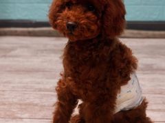 -百好乐宠物友好餐厅(朝外大街店)