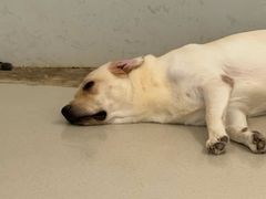 -共舞时光猫咖·狗咖(新街口店)
