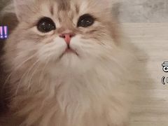 -猫大福·Fortune Cat猫舍(百子湾店)