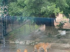 -深圳野生动物园