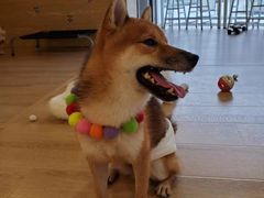 -南京Hallo宠物乐园·哈罗犬舍·柴犬繁育基地