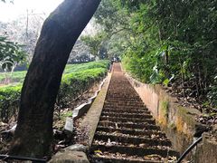 -雁南飞茶田景区
