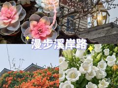 -溪岸路花鸟市场