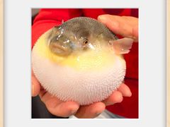 -肆月河豚·新淮扬(金融街店)