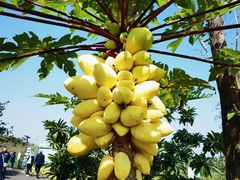 -椰小鸡·琼州糟粕醋·火锅(美兰缤纷城店)