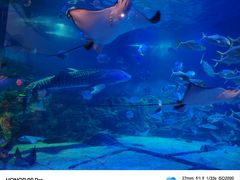 -烟台海昌鲸鲨海洋公园