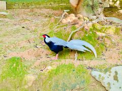 -泉州海丝野生动物世界