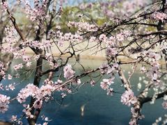 -桃花堤公园