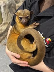 -Zoolung Zoolung动物主题公园(海信广场店)