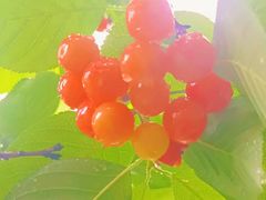 -桃源山庄·水蜜桃采摘·柴火鸡·烧烤团建(龙泉山店)
